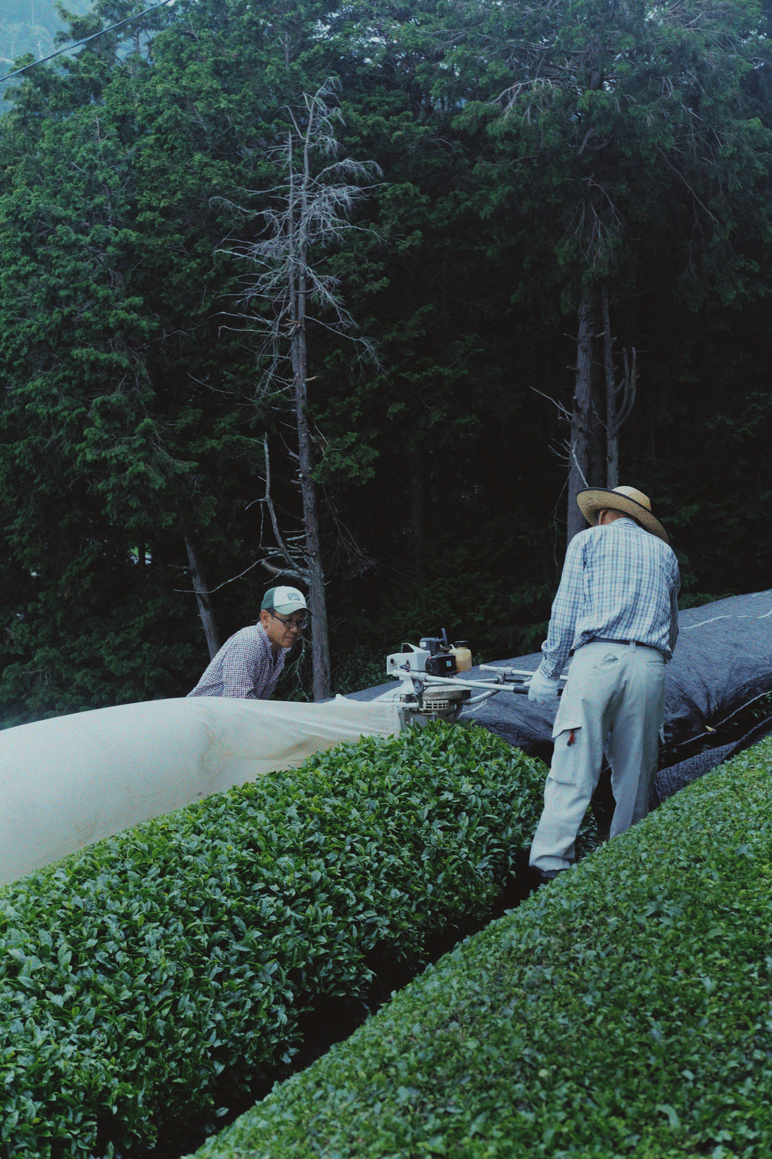 Saemidori, Minato Farm