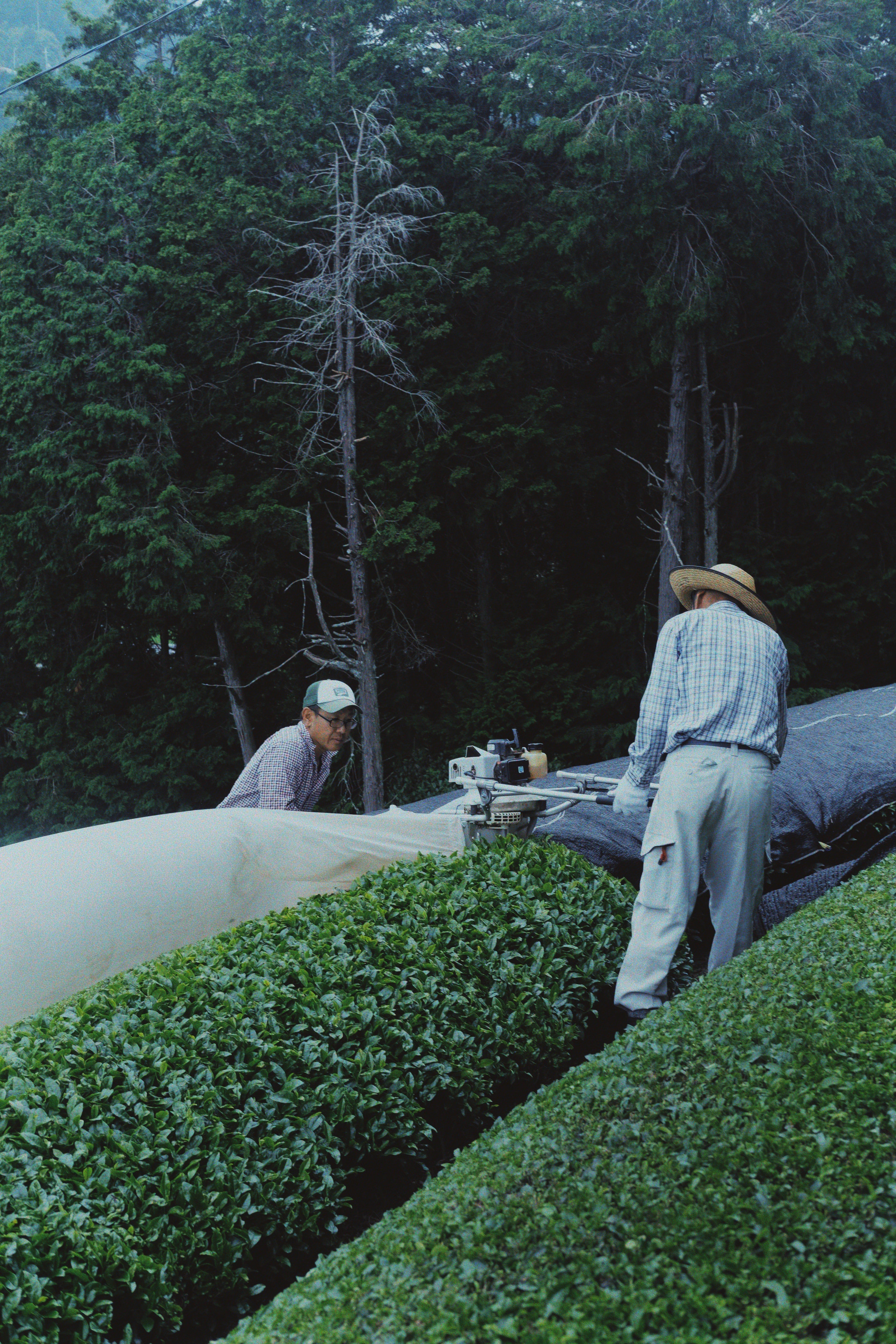 Saemidori, Minato Farm